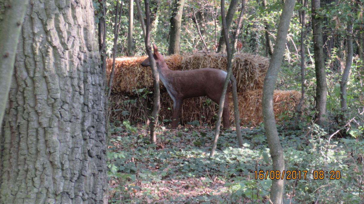 N.Kreuzstetten (18)