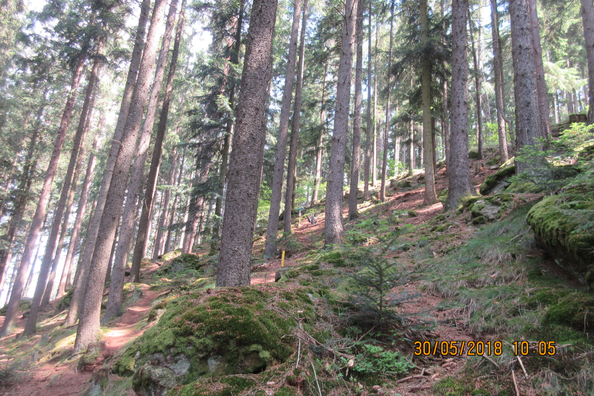 Waldenfels (41)