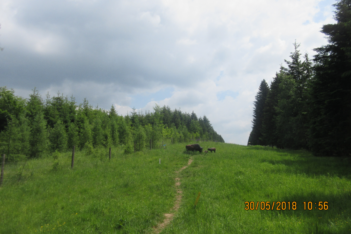 Waldenfels (63)